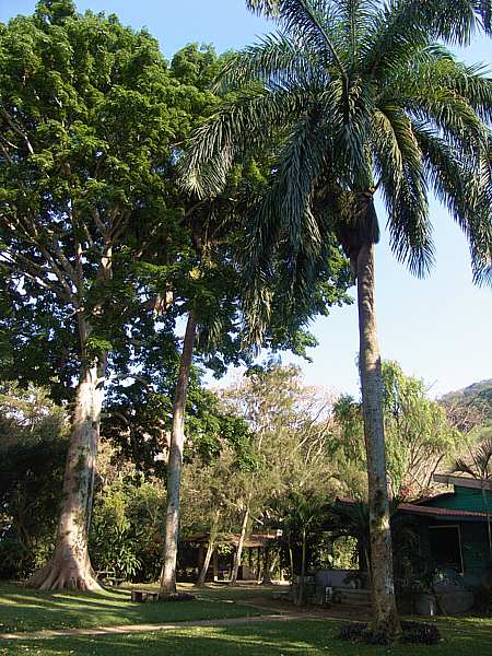 Royal Palms